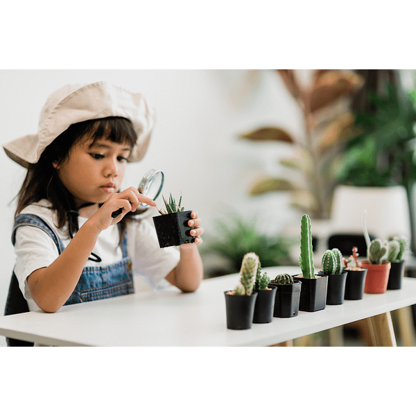 Girl inspecting cactus with a magnifying glass in a Montessori Homeschool